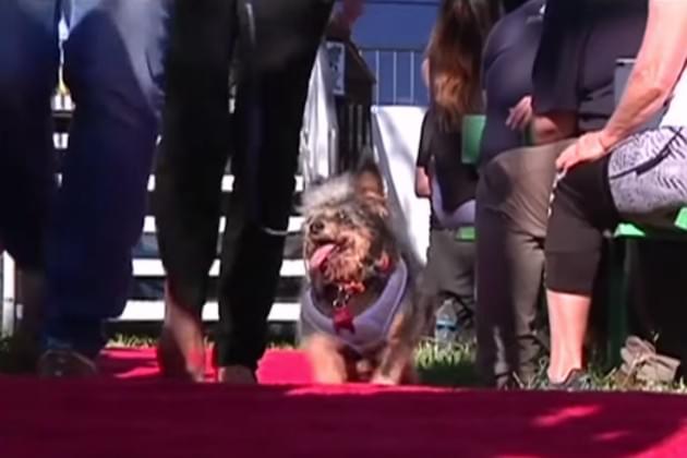 Scamp the Tramp Has Been Crowned the World’s Ugliest Dog [VIDEO]