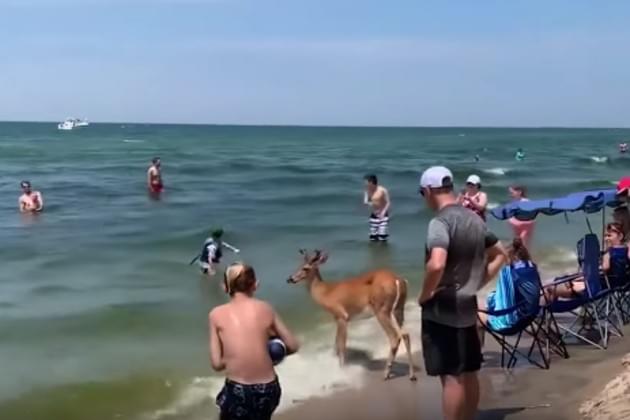 Watch This Deer Take Advantage of a Great Beach Day On Lake Michigan [VIDEO]