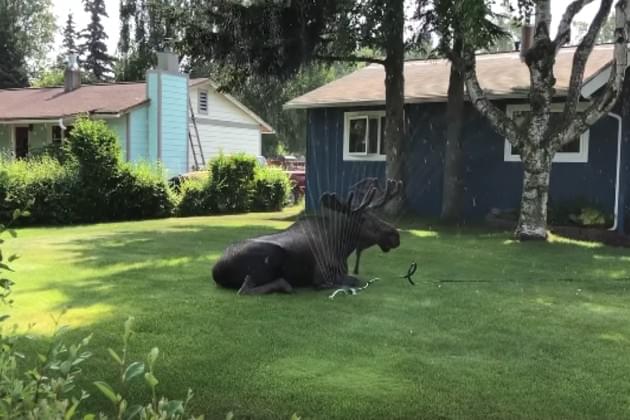 This Moose Knows It’s Important to Stay Cool During a Heatwave [VIDEO]