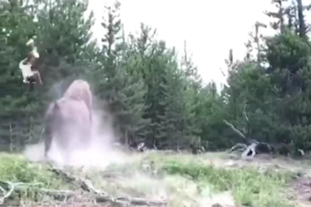 This Girl Shows You Why You Should Never Get Close to a Bison [VIDEO]