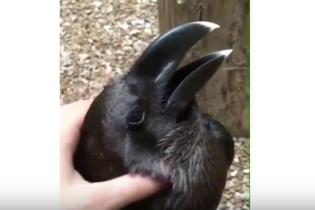 The Internet Is Having a Tough Time Figuring Out Whether This Is a Raven or a Rabbit [VIDEO]