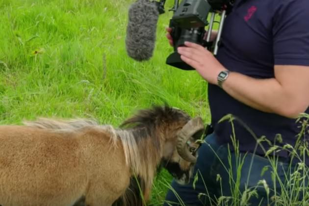 Watch This Cameraman Get Rammed In the Nuts By a Very Angry Sheep [VIDEO]