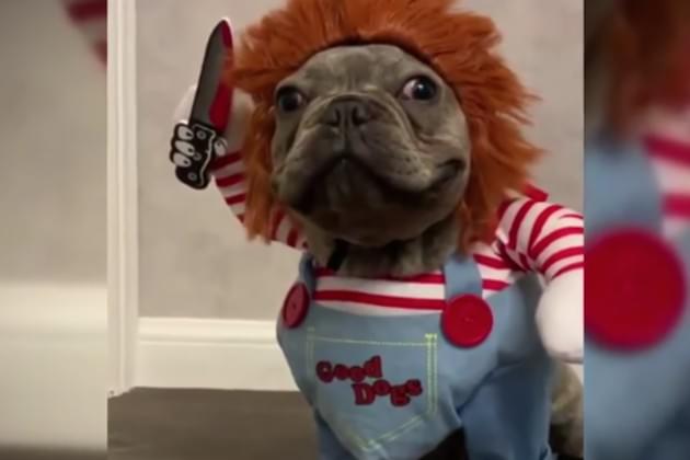 This Dog Dressed As Chucky Is Both Terrifying and Adorable [VIDEO]