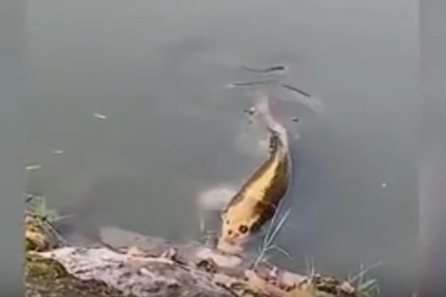 Is It Just Me or Does This Fish Have a Human Face? [VIDEO]