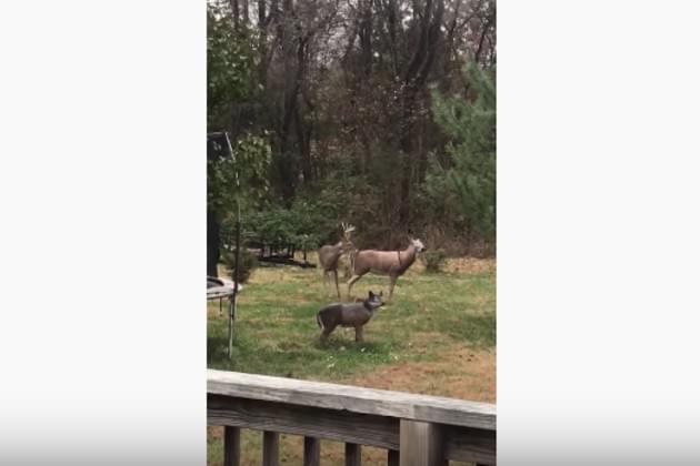 This Deer Was Really Interested In This Decoy Until Its Head Fell Off [VIDEO]