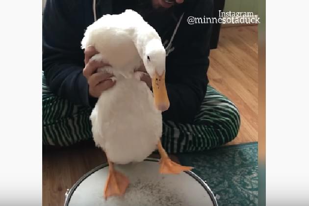 Watch This Duck Drop A Sick Beat On A Snare Drum [VIDEO]