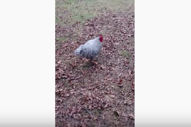 This Rooster’s Name Is Kyle and He’s a Real Prick [NSFW VIDEO]