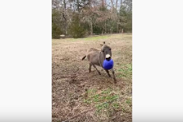 This Donkey Got A New Ball and He Couldn’t Be More Excited [VIDEO]