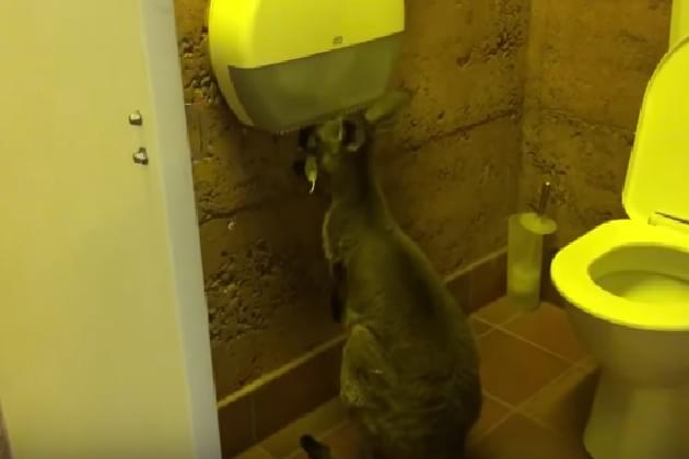 The Toilet Paper Panic Has Reached the Animal Kingdom [VIDEO]