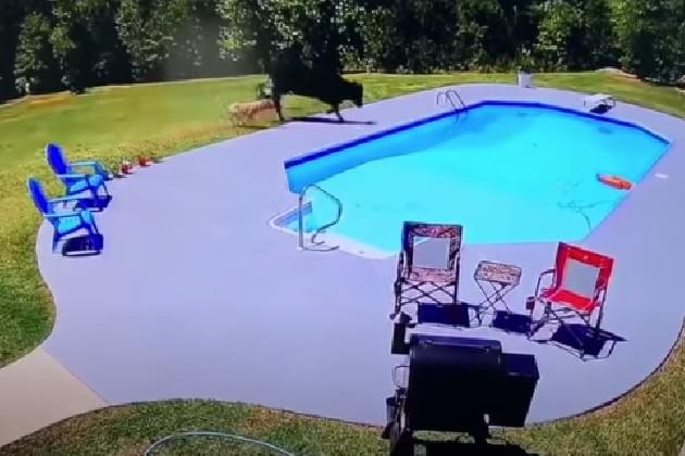 This Guy’s Play-By-Play of Two Dogs Chasing a Cow Into a Pool Is Amazing [VIDEO]