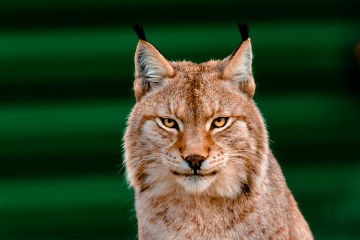 This Guy’s Commentary During a Fight Between a Bobcat and an Alligator is the Best [VIDEO]