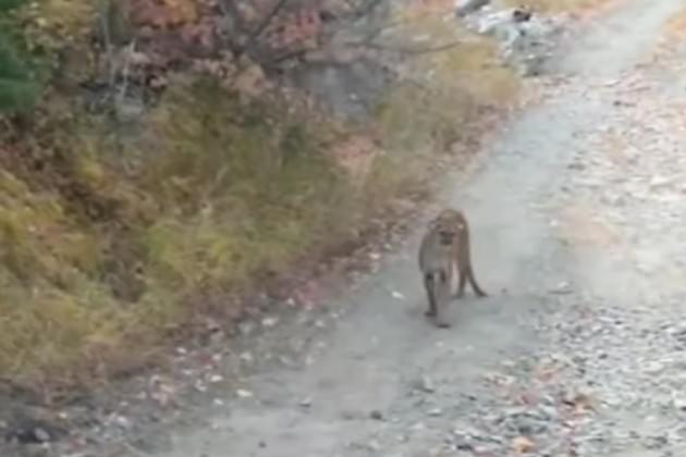 Watch This Hiker in Utah Get Stalked By a Cougar for Six Minutes [VIDEO]