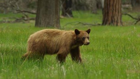 KeepBearsWild.org Website Launched By Yosemite National Park