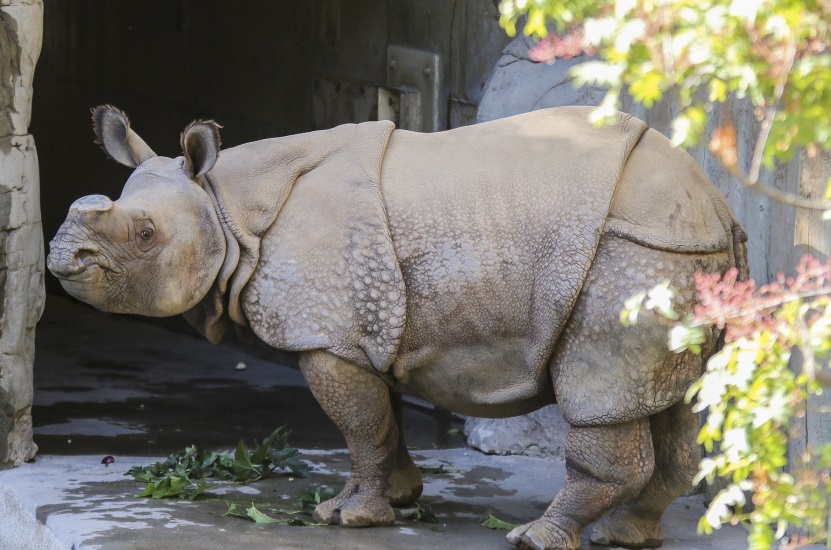 Fresno Chaffee Zoo Welcomes Two Greater One-horned Rhinos