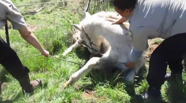 CCSPCA Seizes Horses On Animal Cruelty Call -Foal Euthanized, Pregnant Mare Due Any Day