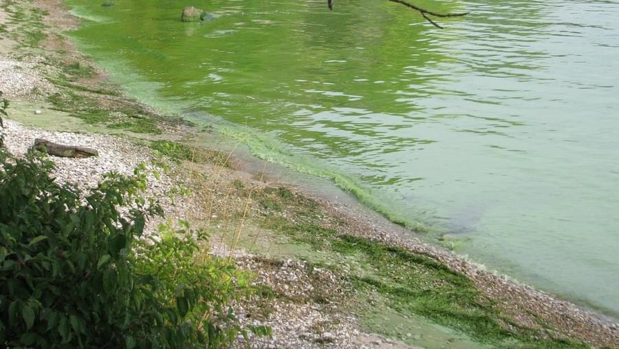 Algae Bloom at San Luis Reservoir Prompts Warning For Humans and Pets