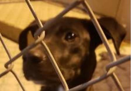 Dog Found Tied-Up & Abandoned at Home in Poplar
