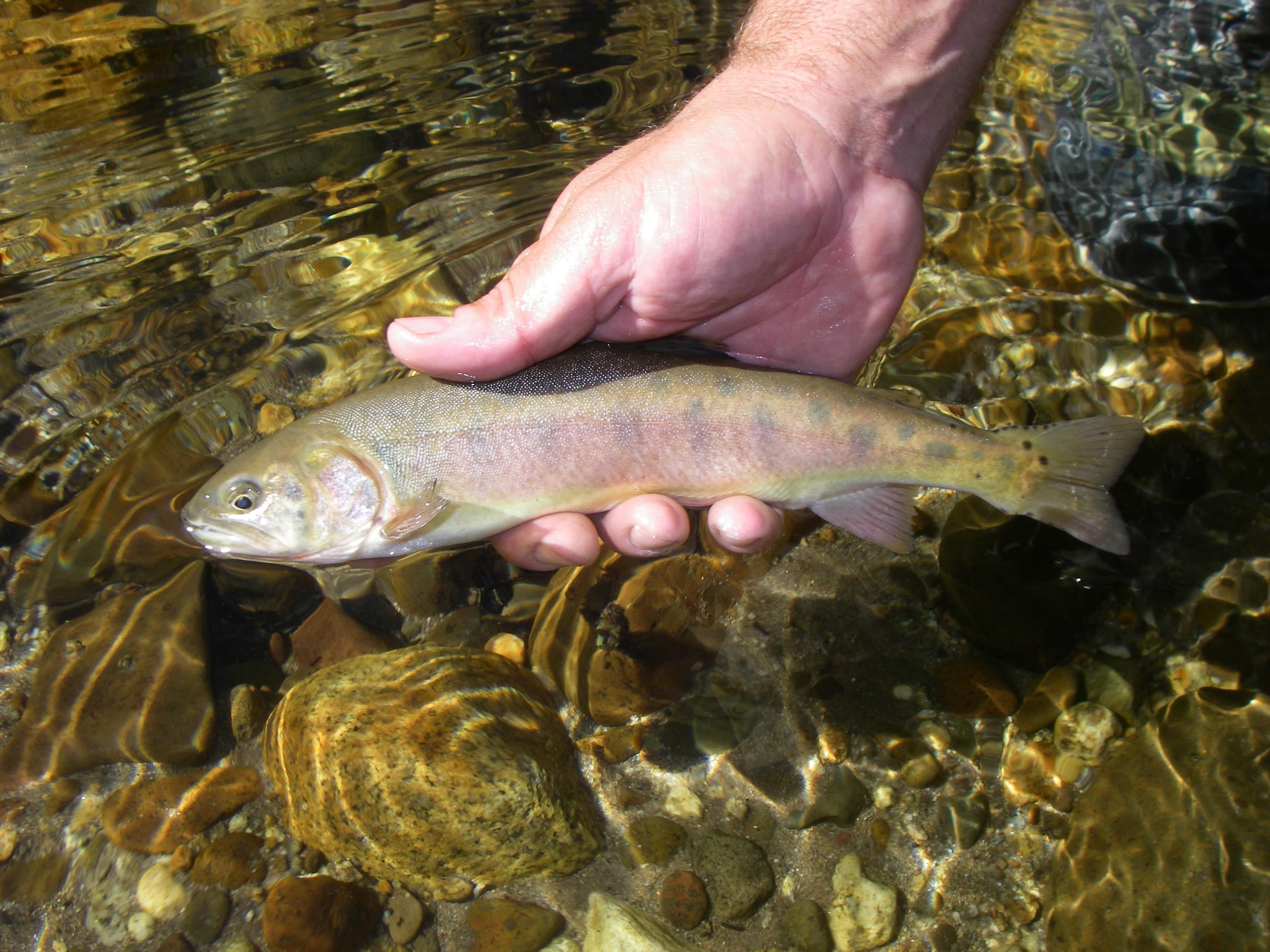 Paiute Trout Swim Again in Eastern Sierra