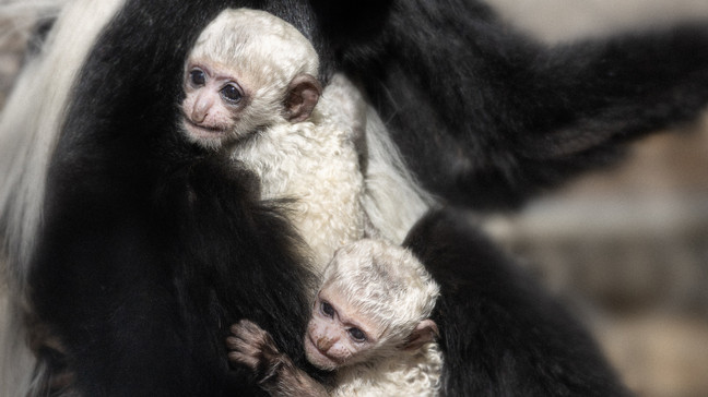 Two Baby Colobus Make Their Debut At Fresno’s Chaffee Zoo