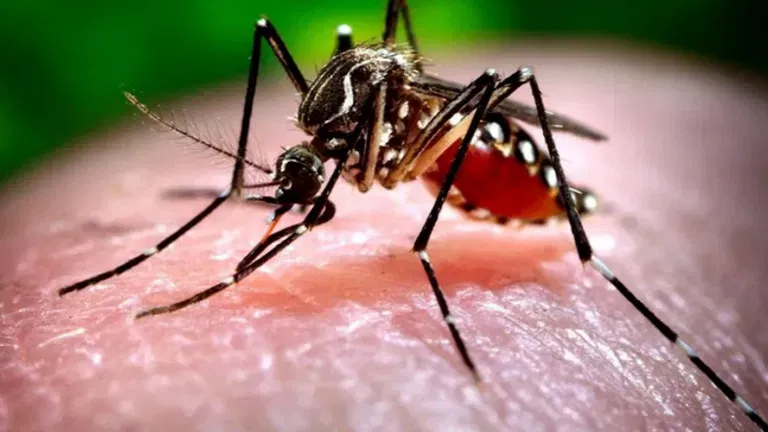 3 Cases of West Nile Virus Confirmed in Fresno County