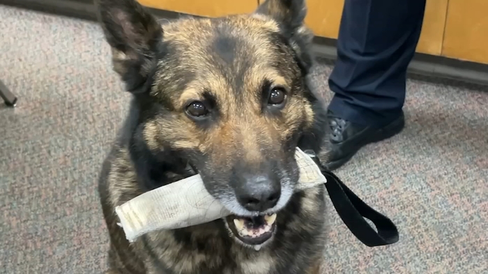 K9 Beny Retires After Nearly Decade-Long Career, Seized Over $10.2M in Drugs