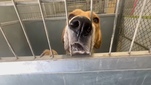 Keeping Outdoor Shelter Dogs Cool Amid Triple-Digit Heat in Selma