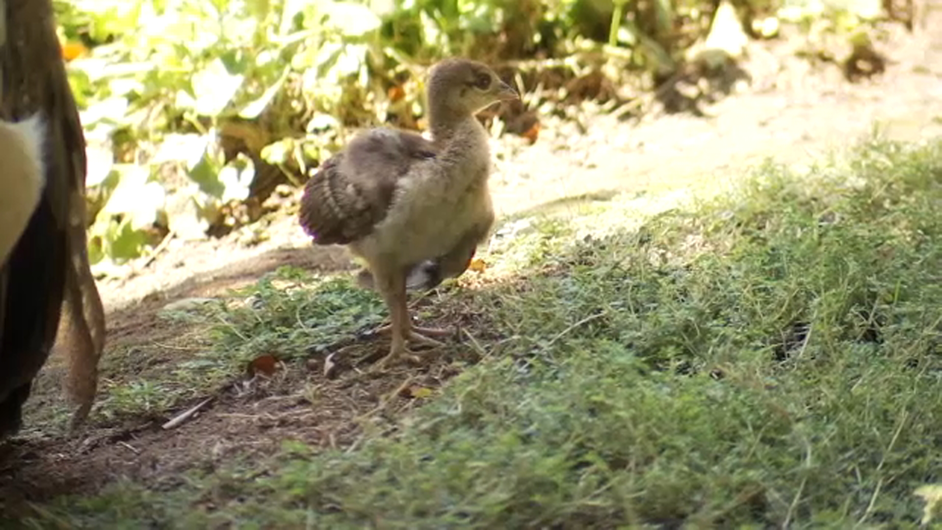 Baby Peacock At Fresno’s Shinzen Friendship Garden