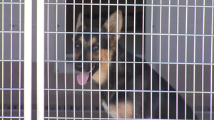 Dogs Being Euthanized at Visalia Animal Services Due to Budget, Not Lack of Space