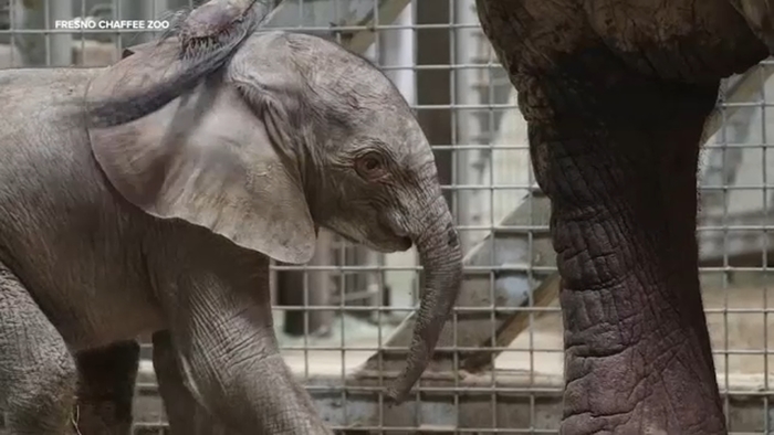 Second Elephant Born At Fresno Chaffee Zoo 