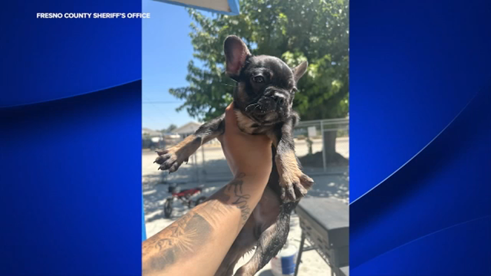 French Bulldog Reunited With Family After Being Stolen From Selma home