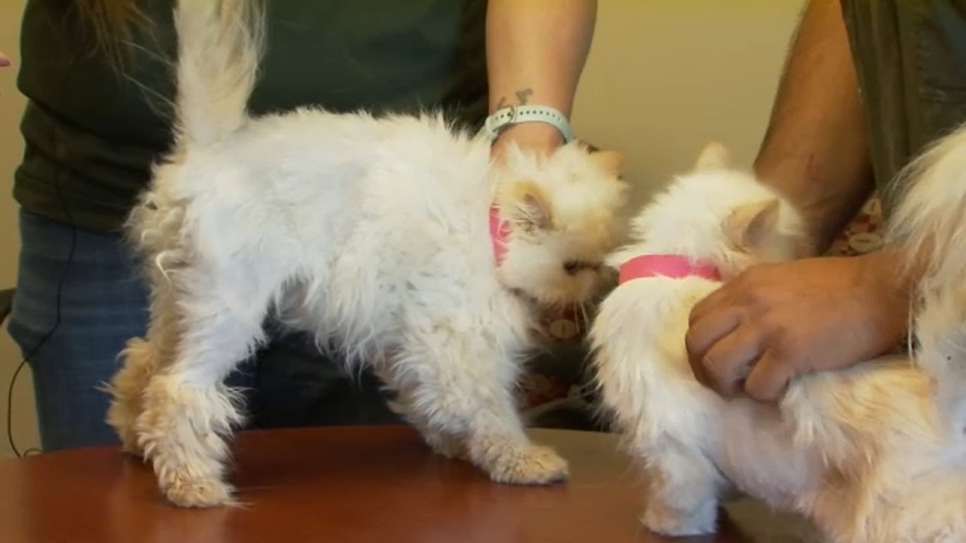 Dozens Of Cats Found In U-Haul In Merced County Continue To Recover