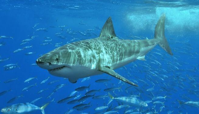 Beach weather is here and so are sharks. Scientists say it’s time to look out for great whites