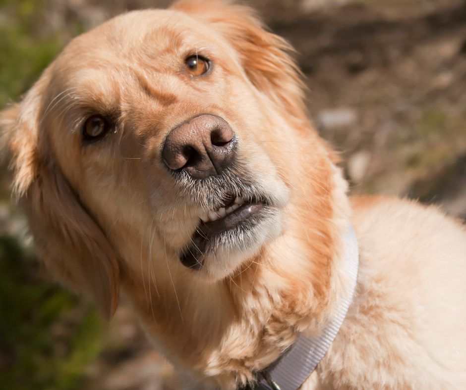 Dogs In Shreveport Notice When We’re Stupid and Female Dogs Make Us Pay For It