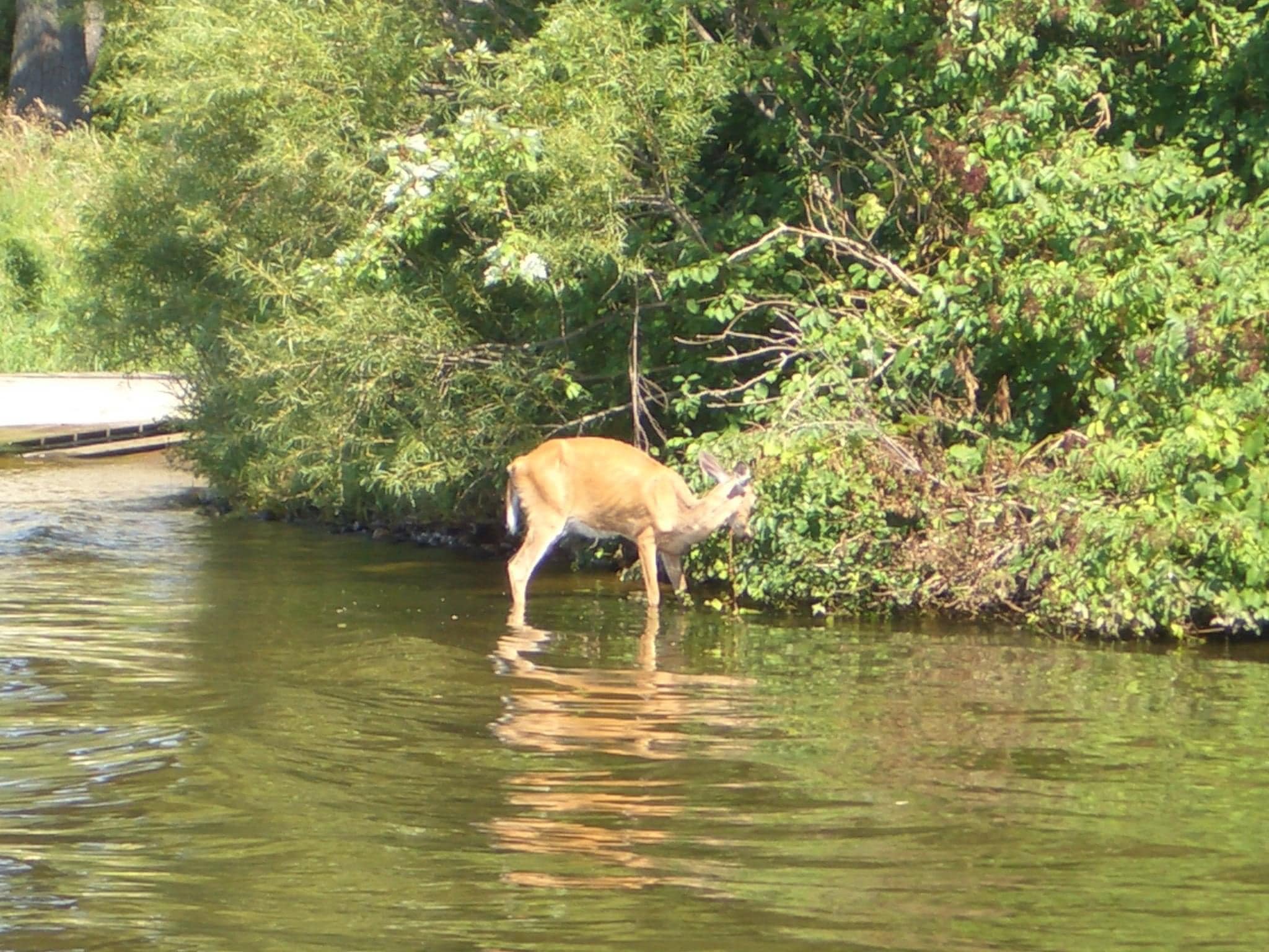 Five More Cases of Chronic Wasting Disease Found in Louisiana Deer