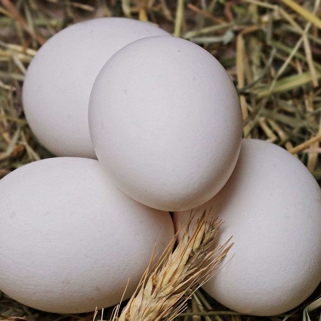 Why Did An Egg Cause An Evacuation In South Louisiana?