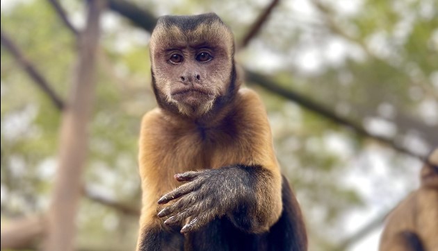 Suspect Arrested for Allegedly Stealing Twelve Louisiana Monkeys