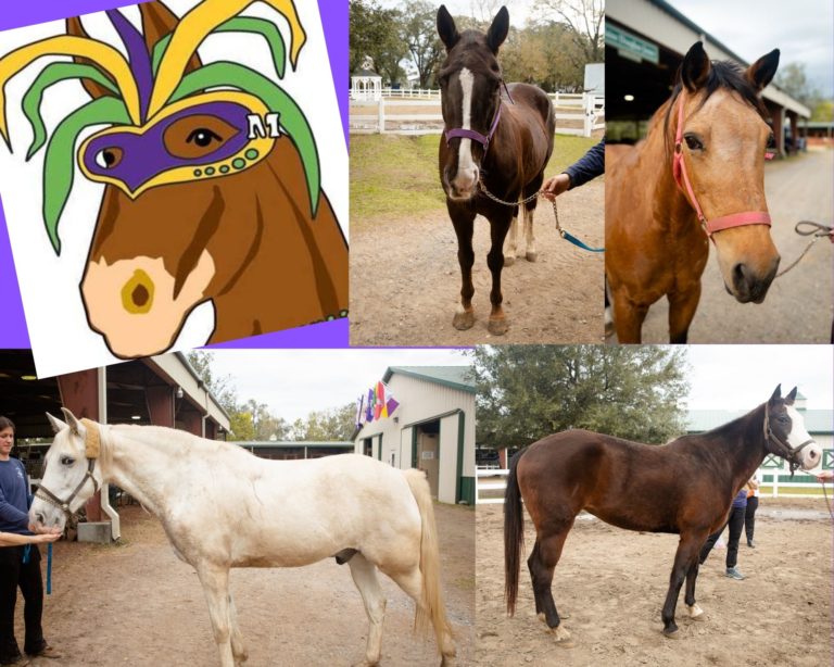 You Can Adopt Horses Riding in our Louisiana Mardi Gras Parades