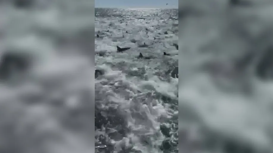 WATCH: You Don’t Want to Swim in These Louisiana Waters!