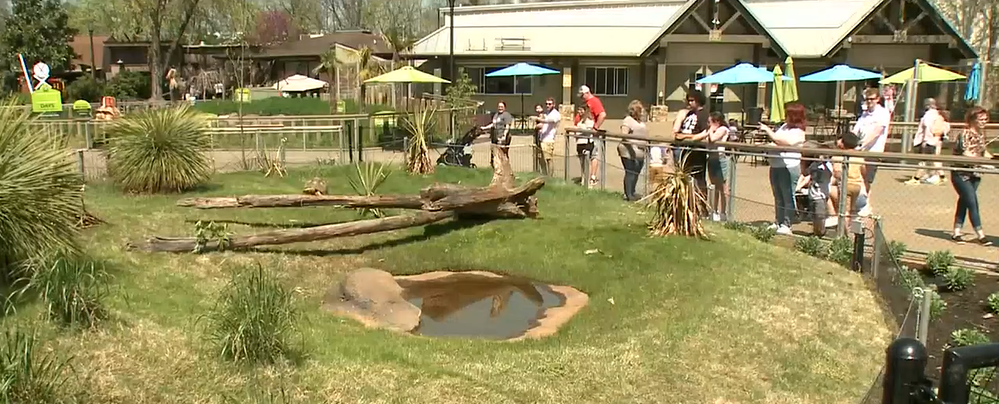 Zoo Knoxville Asking for Votes in the Readers’ Choice Award for Best Zoo Exhibit