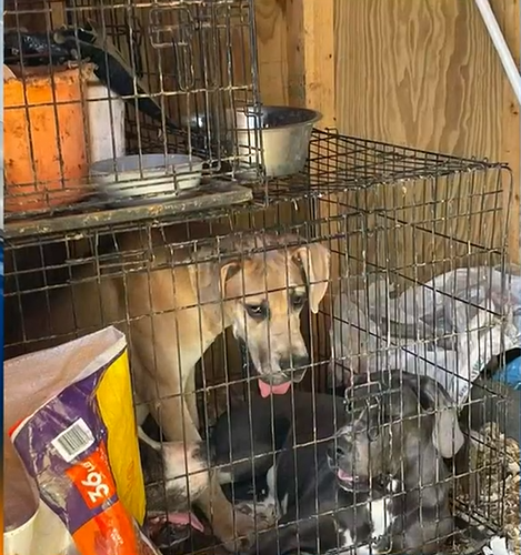 Dozens of Animals are Seized by Macon County Sheriff’s Office for Abuse