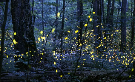 Lottery to View Synchronous Fireflies in the Smoky Mountains Begins This Week