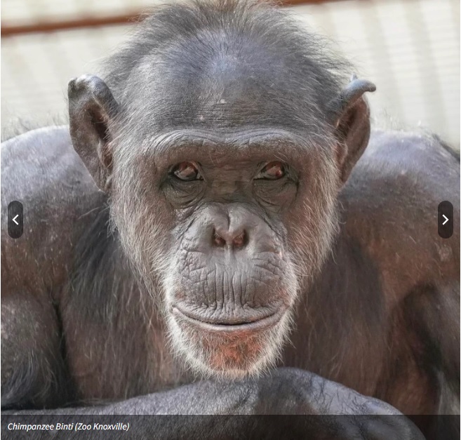 Zoo Knoxville Announces Death of Binti