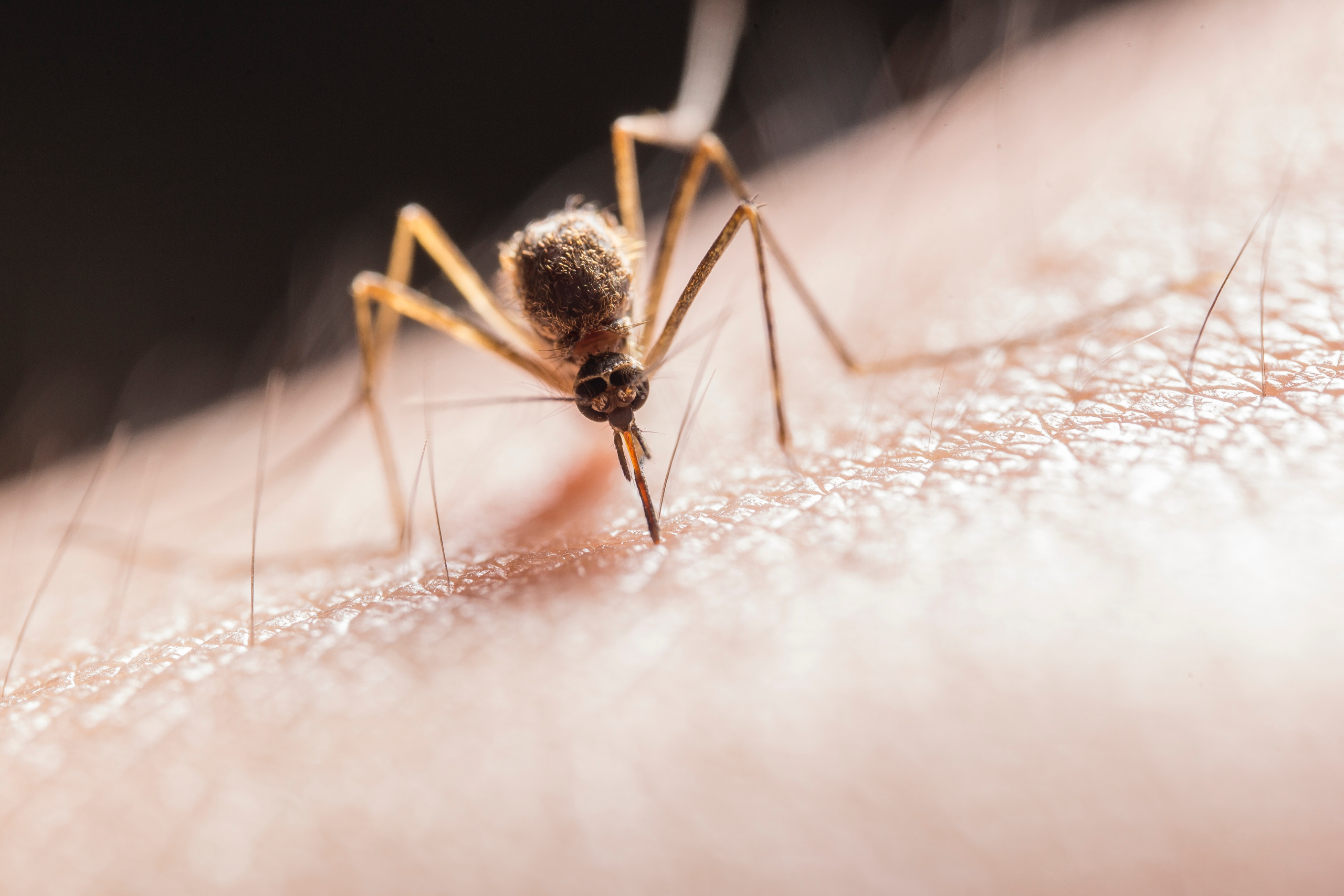 Mosquitoes Test Positive for West Nile Virus in Knoxville, Spraying Planned