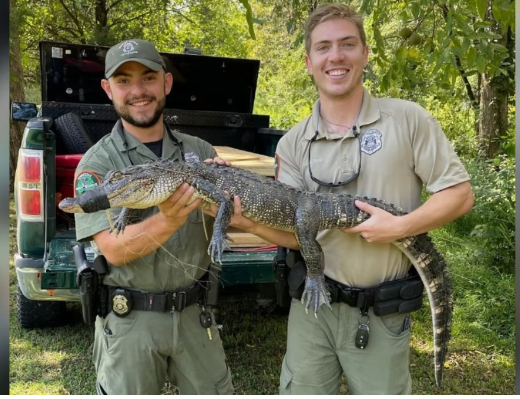 TWRA says an Alligator has been Caught in East Tennessee