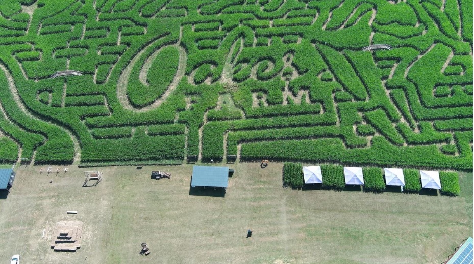 Oakes Farm Corn Maze in Corryton Opens