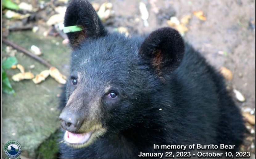 ‘Deadly and Merciless’ | Unknown Deadly Disease Killing Bears at Appalachian Bear Rescue