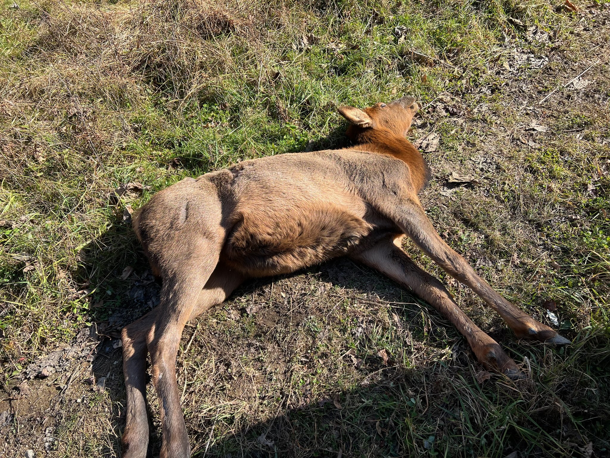 ELK CALF POACHED ON WILDLIFE MANAGEMENT AREA IN CLAIBORNE COUNTY