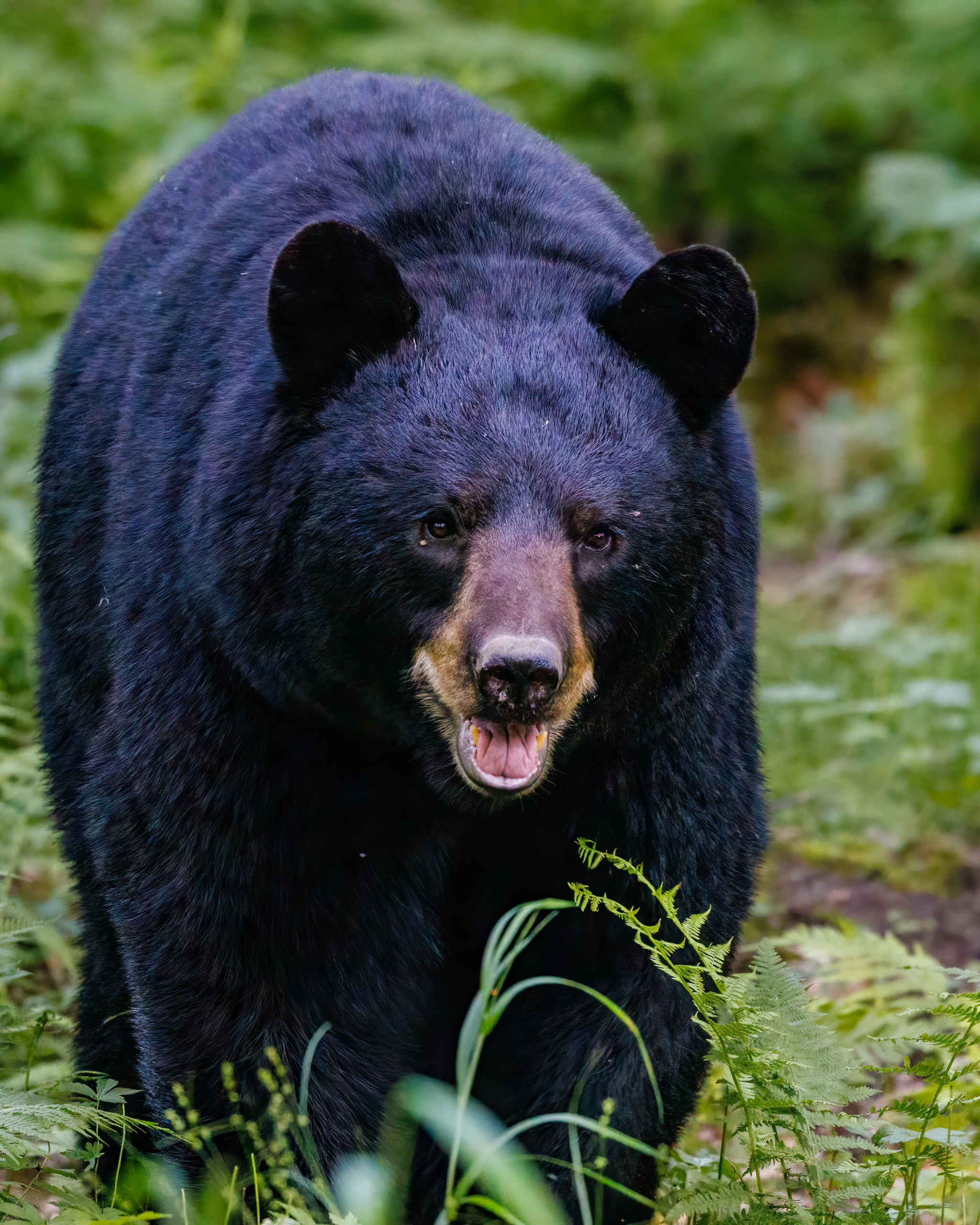 TWRA: Black Bear Takes Unexpected Ride to Knoxville Waste Center