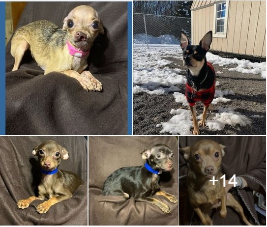 Chihuahuas Rescued from Storage Unit Up for Adoption in Morristown