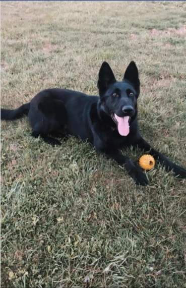 Cumberland County Sheriff’s Office K-9 Officer Killed in Hit-and-Run, Search for Driver Underway